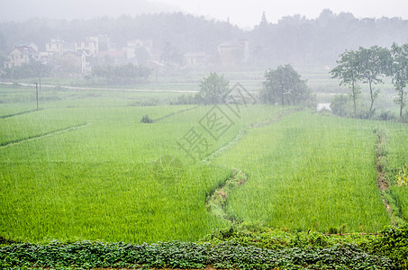 夏天午后的暴雨图片