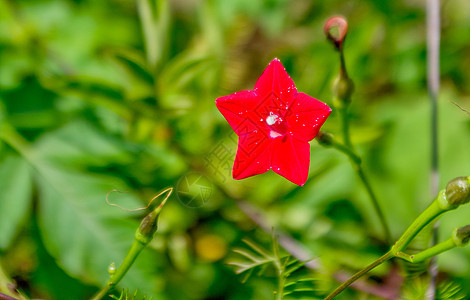 阳光下的五角星花与花粉图片