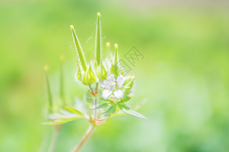 绿色的野老鹳草图片