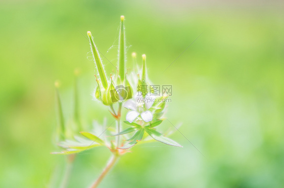 绿色的野老鹳草图片