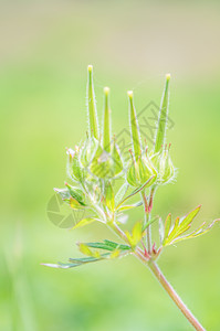 绿色的野老鹳草图片