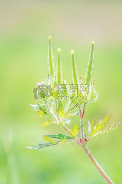 绿色的野老鹳草图片