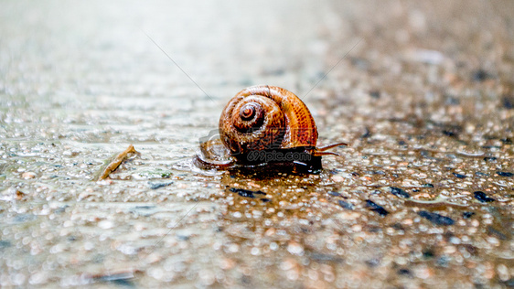 雨天里的蜗牛