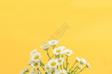 黄色背景上的小雏菊图片