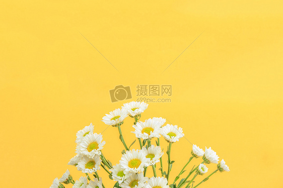 黄色背景上的小雏菊图片
