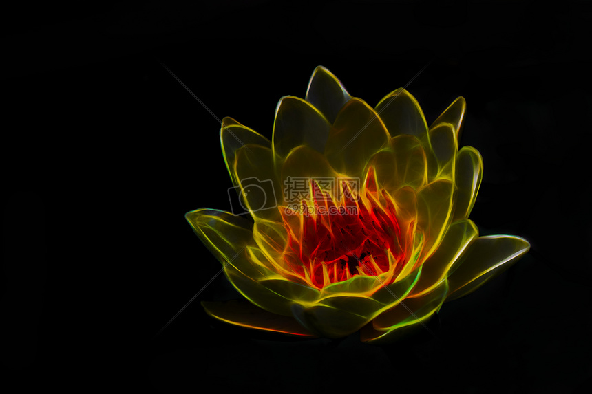 莲花高清图片下载 正版图片 摄图网 莲花高清图片下载 正版图片 摄图网