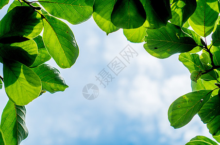 夏天-树叶与蓝天背景图片