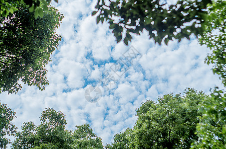 夏天-树叶与蓝天背景图片