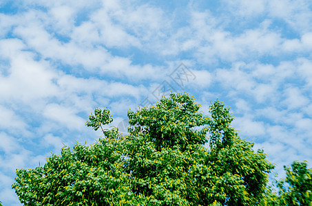 夏天-树叶与蓝天图片