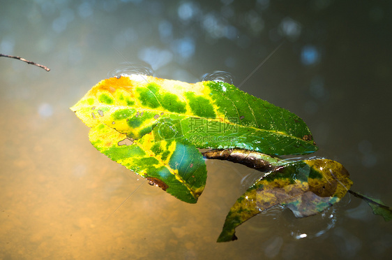 阳光下漂浮在水中的落叶图片