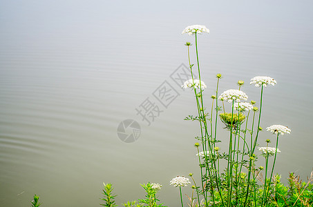 白芷与湖面图片