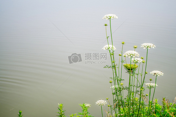 白芷与湖面图片