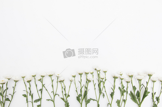 小雏菊鲜花留白背景图片