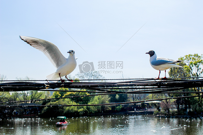 云南-滇池的海鸥图片