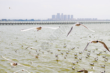 云南-滇池的海鸥图片