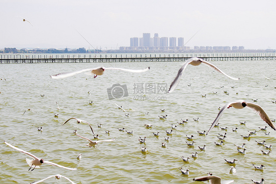 云南-滇池的海鸥图片