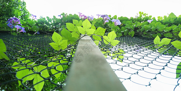 校园植物风光高清图片