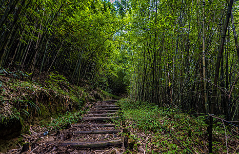 竹林小径背景