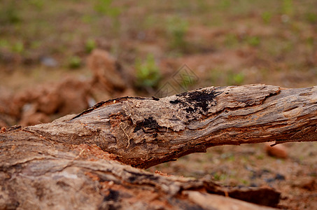 胡杨枯木图片-胡杨枯木图片素材大全-摄图网