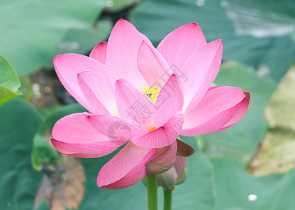 荷花背景图片