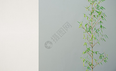 树叶插画墙面竹子背景背景