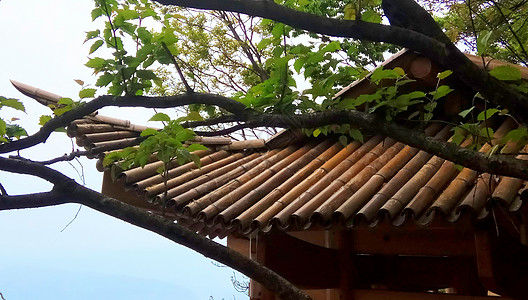 屋檐竹图片