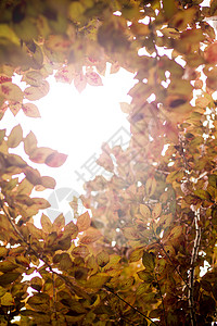 阳光下斑驳的树叶图片