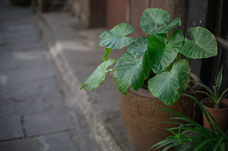 充满生机的绿色植物图片