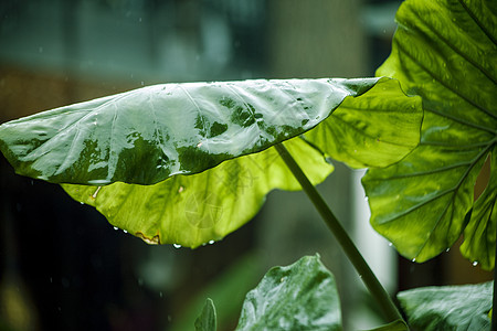 雨中的芋叶生命力盆栽高清图片