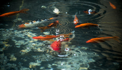鱼儿锦鲤荷塘高清图片
