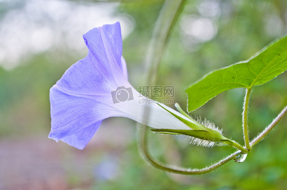 清晨盛开的牵牛花图片