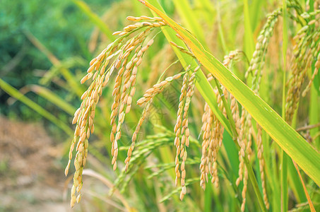 即将丰收的水稻背景图片