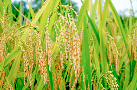 水稻播种芒种时节丰收的水稻背景