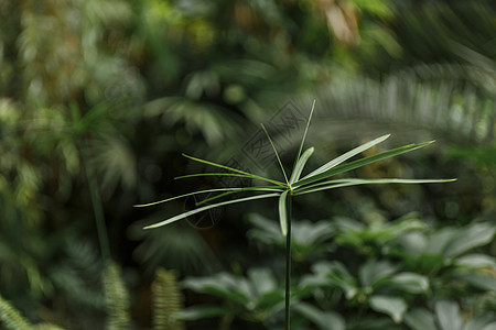 夏日茂盛生长的植物图片