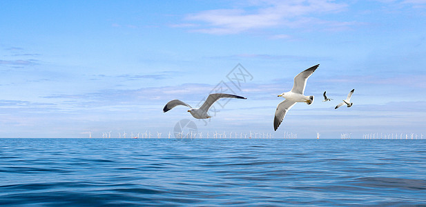 海上的海鸥图片