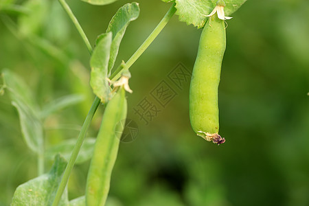 蔬菜水果及花卉图片