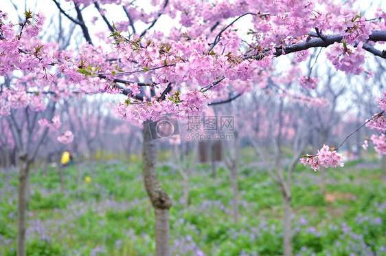 樱花图片