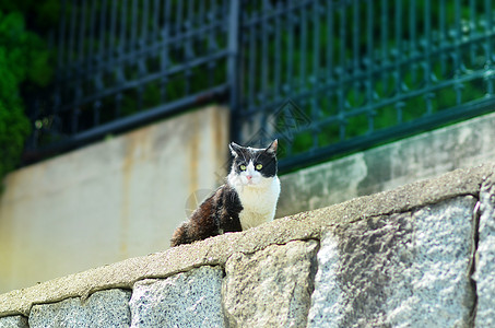 流浪猫图片