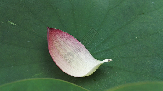 荷花花瓣荷叶绿色清新自然植物背景图片