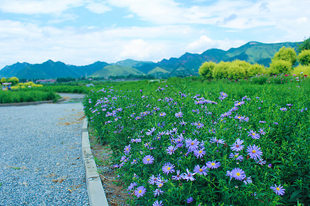 铺满鲜花的曲径小路图片