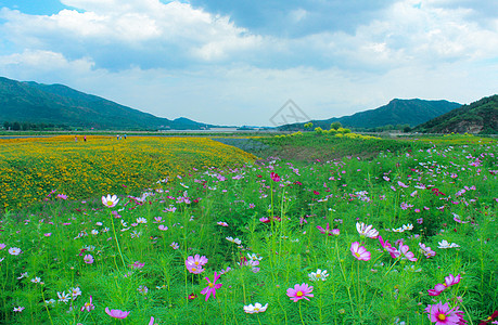 夏日里的漂亮花海图片