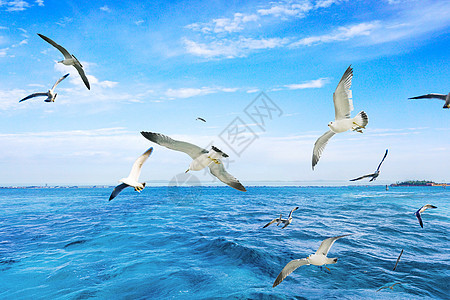 爱琴海上飞翔的海鸥图片