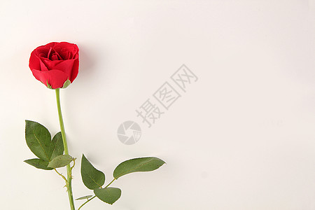 红玫瑰花朵玫瑰花设计图片