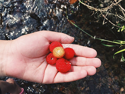 手中的红莓图片