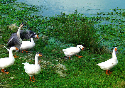 夏天的河边白鸭背景图片