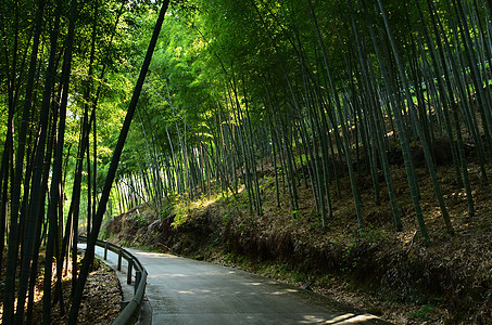 宁波奉化中山公园山上背景图片