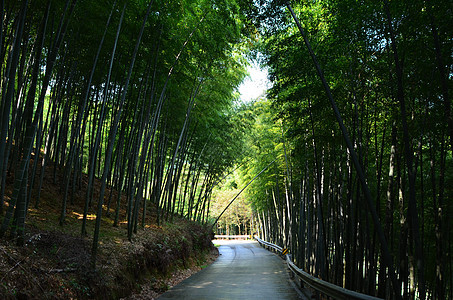 宁波奉化中山公园山上背景图片