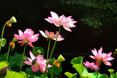 荷花背景图片