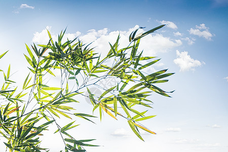 夏日的竹叶背景图片