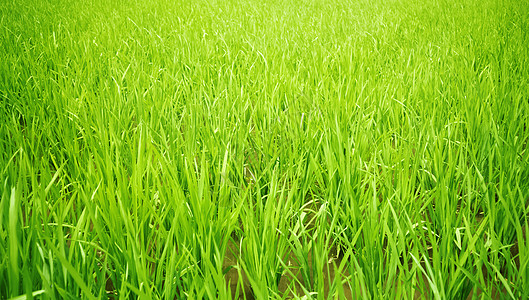 午后阳光阳光下的稻田背景